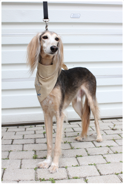 高級寶貝犬驅蟲防護巾 防護米 Insect Shield Japan 高級寶貝犬驅蟲防護巾 防護米 Insect Shield Japan