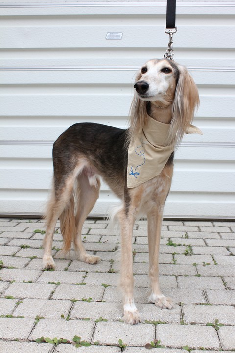 高級寶貝犬驅蟲防護巾 防護米 Insect Shield Japan 高級寶貝犬驅蟲防護巾 防護米 Insect Shield Japan